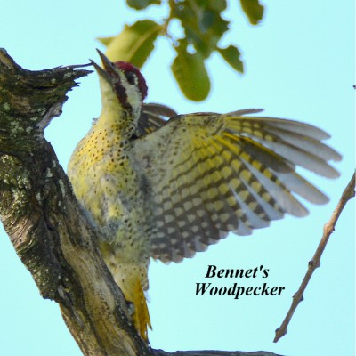 Bennet's Woodpecker